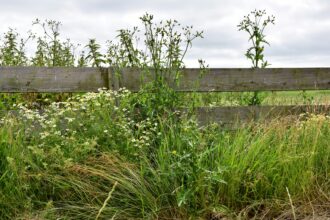 What Every Homeowner Should Know About Managing Garden Overgrowth