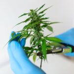 Understanding THC Potency: How Strong Is Your Flower?