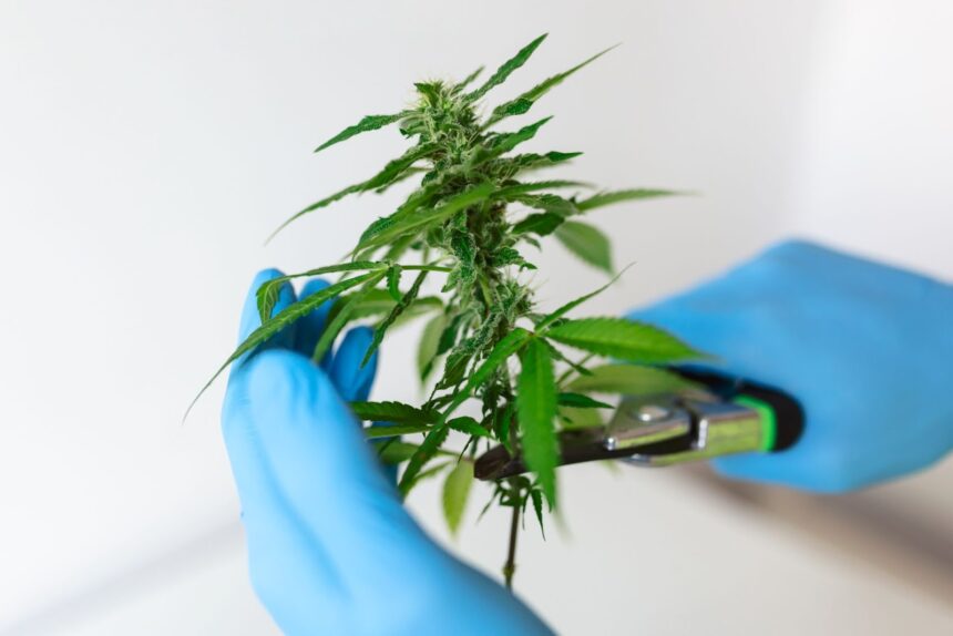 Understanding THC Potency: How Strong Is Your Flower?