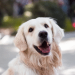 Safe Walking with a Dog