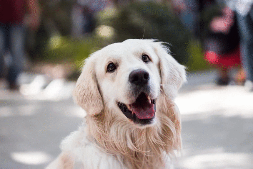 Safe Walking with a Dog