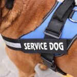 Service Dog Tasks for Depression: Everything You Need to Know