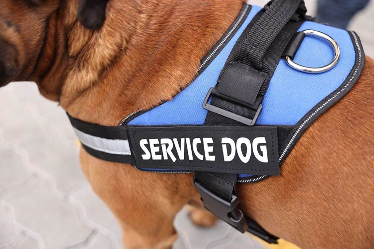 Service Dog Tasks for Depression: Everything You Need to Know