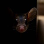 Identifying Early Signs of Mouse Infestations in London Properties