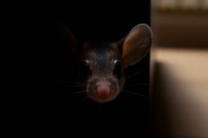 Identifying Early Signs of Mouse Infestations in London Properties