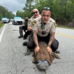 Massive 10-foot alligator 'detained' by cops in North Carolina for ‘being a dinosaur without proper papers’