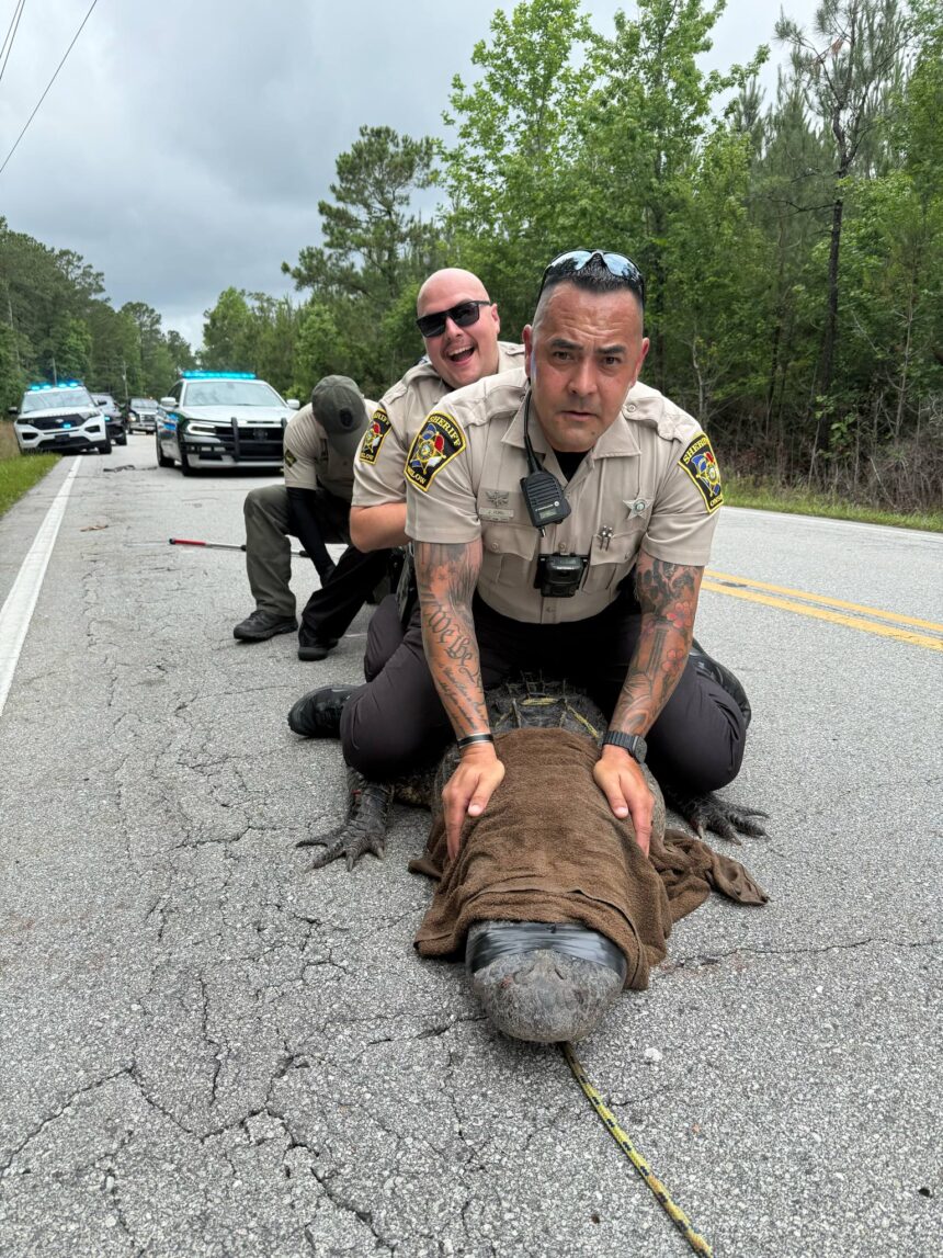 Massive 10-foot alligator 'detained' by cops in North Carolina for ‘being a dinosaur without proper papers’