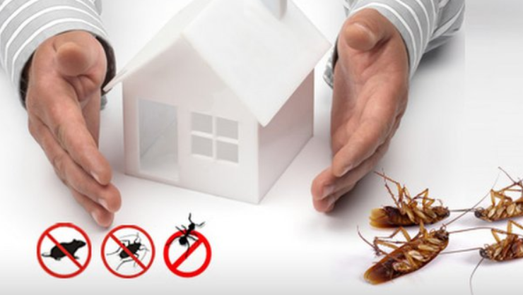 How to Create a Pest-Free Sanctuary at Home