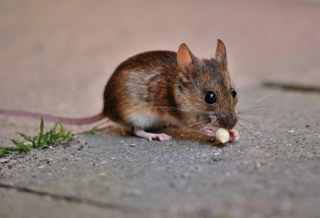 Say Goodbye to Unwanted Guests: Top Ways to Get Rid of Pests in Your Home