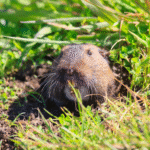 Need Gopher Control Near You? Reliable Services in Murrieta