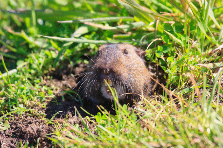 Need Gopher Control Near You? Reliable Services in Murrieta