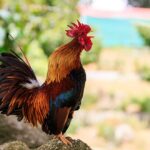 Male chickens banned in north Lebanese village over loud squawking