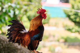 Male chickens banned in north Lebanese village over loud squawking