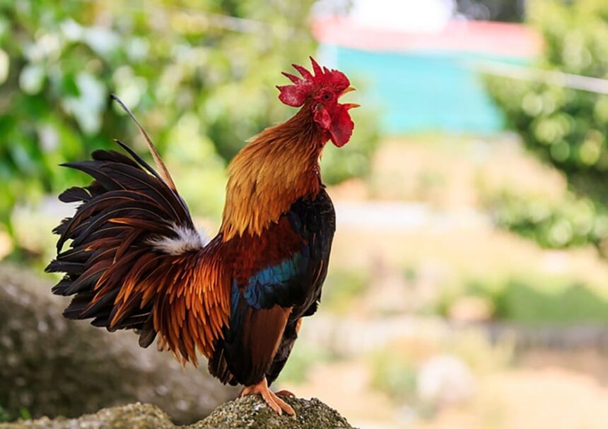 Male chickens banned in north Lebanese village over loud squawking