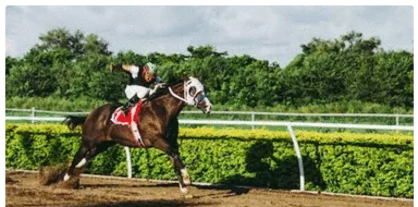 Top 7 Mistakes Horse Owners Make When Choosing a Fence