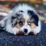 How to Tell If Your Dog Is Anxious and What You Can Do: A Comprehensive Guide