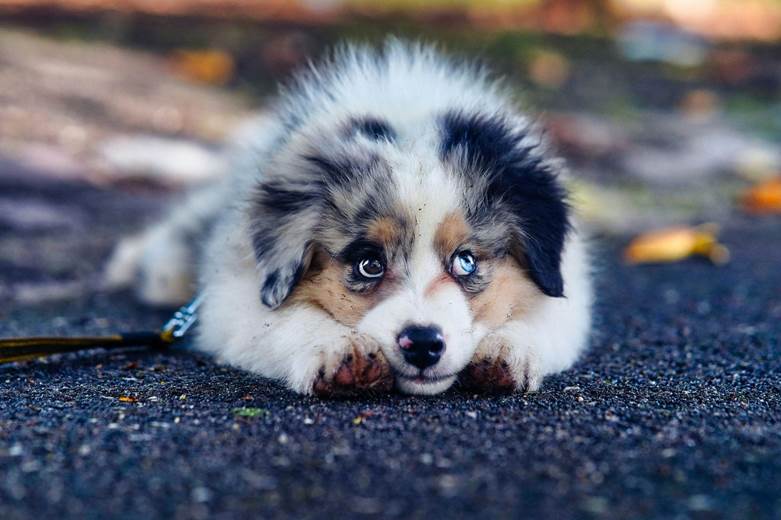 How to Tell If Your Dog Is Anxious and What You Can Do: A Comprehensive Guide