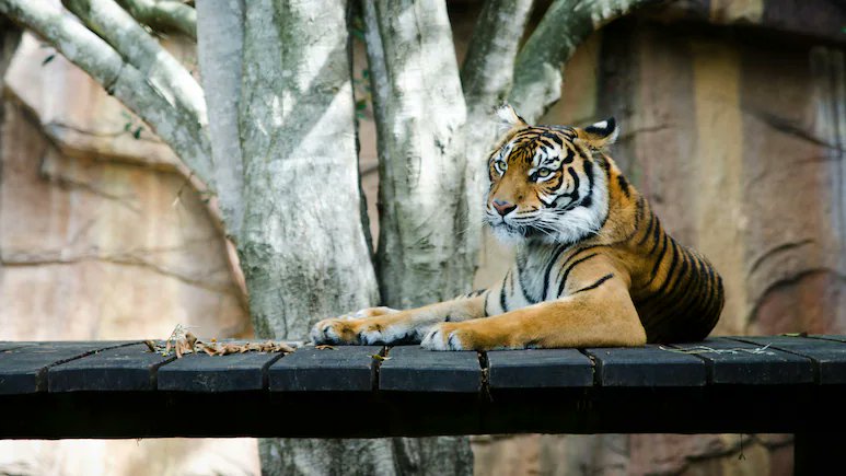 Denmark Zoo Asks People to Donate Their Unwanted Pets to Feed Predators