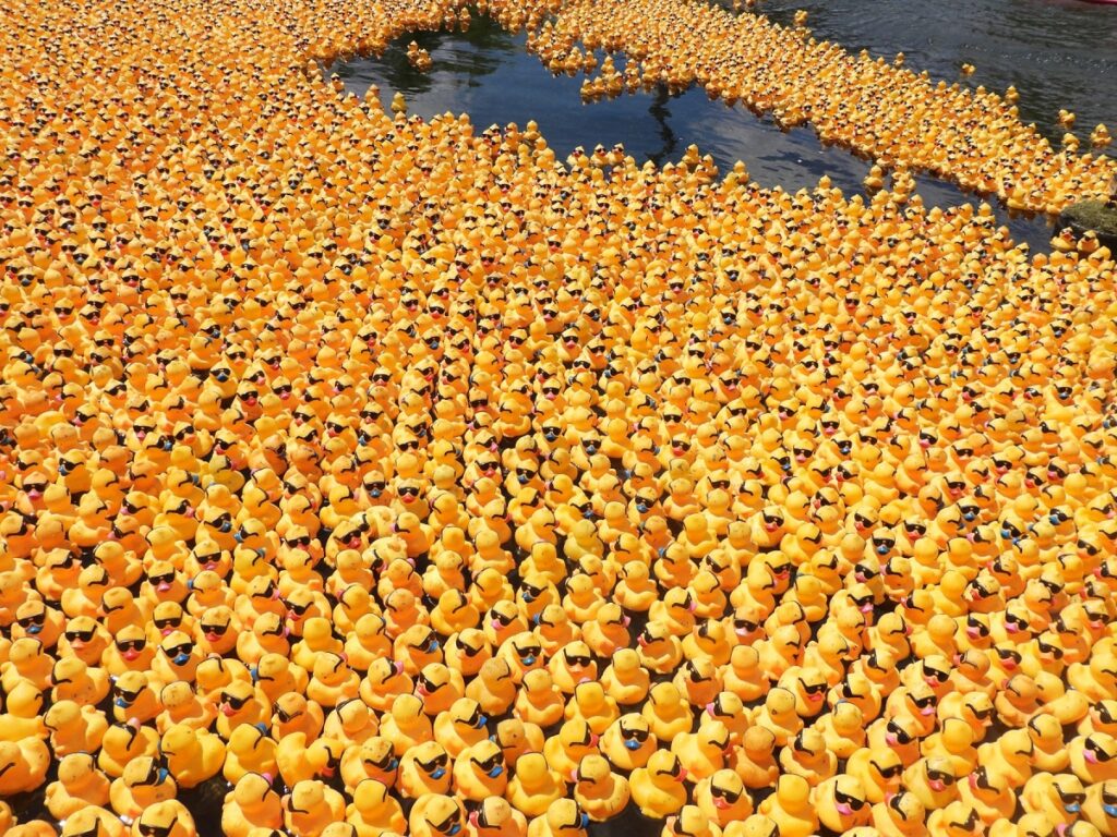 82,000 rubber ducks race down the Chicago River