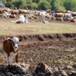 Livestocks In Danger as Drought Stalks Serbia