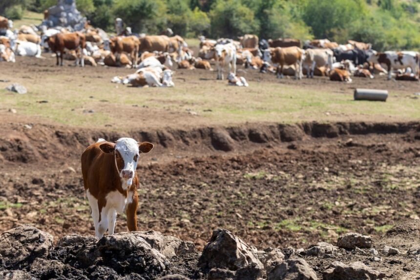 Livestocks In Danger as Drought Stalks Serbia
