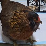 Guinness World Records Names Texas Chicken The World's Oldest