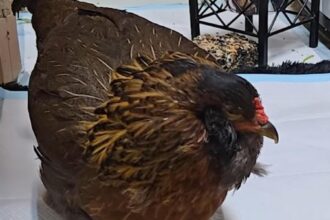 Guinness World Records Names Texas Chicken The World's Oldest