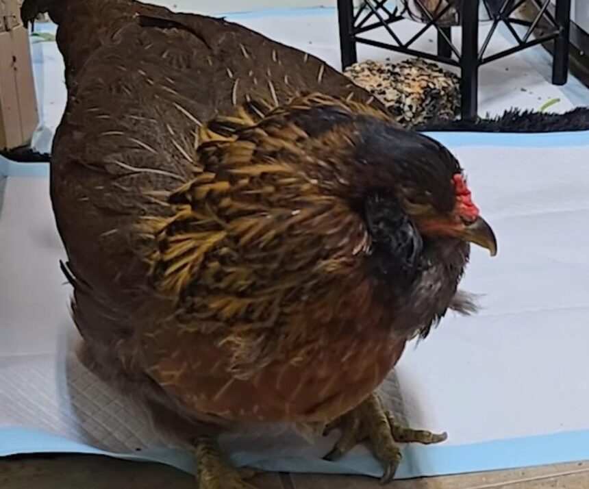 Guinness World Records Names Texas Chicken The World's Oldest