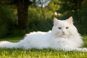 Finding a White Siberian Cat for Sale 