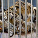 Denmark Zoo Asks People to Donate Their Unwanted Pets to Feed Predators