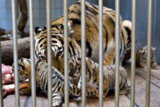 Denmark Zoo Asks People to Donate Their Unwanted Pets to Feed Predators