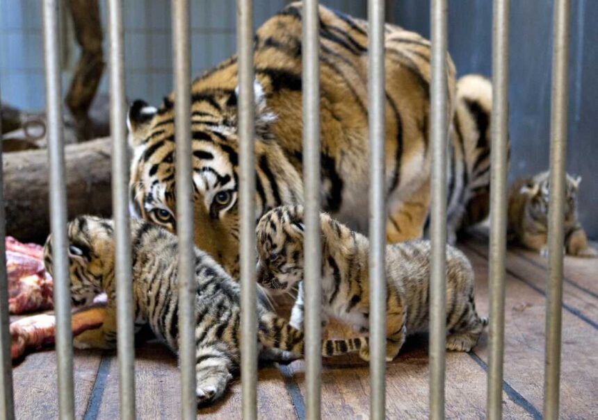Denmark Zoo Asks People to Donate Their Unwanted Pets to Feed Predators