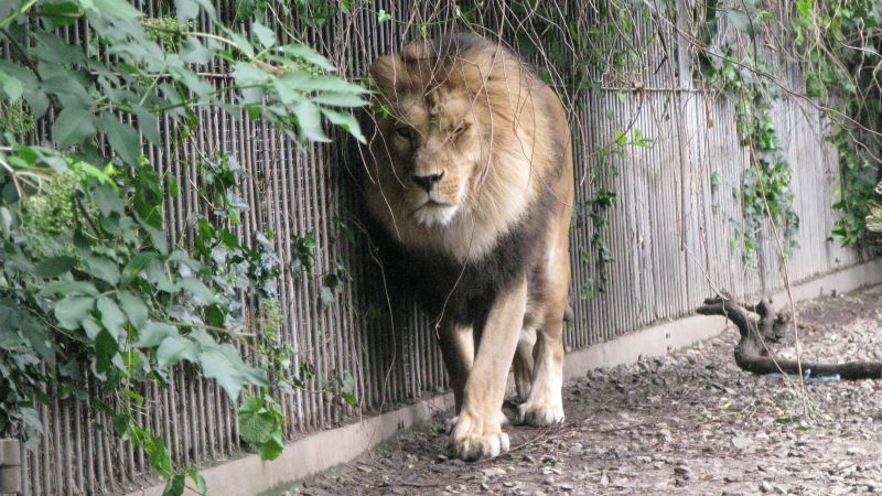 Denmark Zoo Asks People to Donate Their Unwanted Pets to Feed Predators