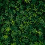 A Complete Guide to Today's Cannabis Products