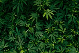 A Complete Guide to Today's Cannabis Products