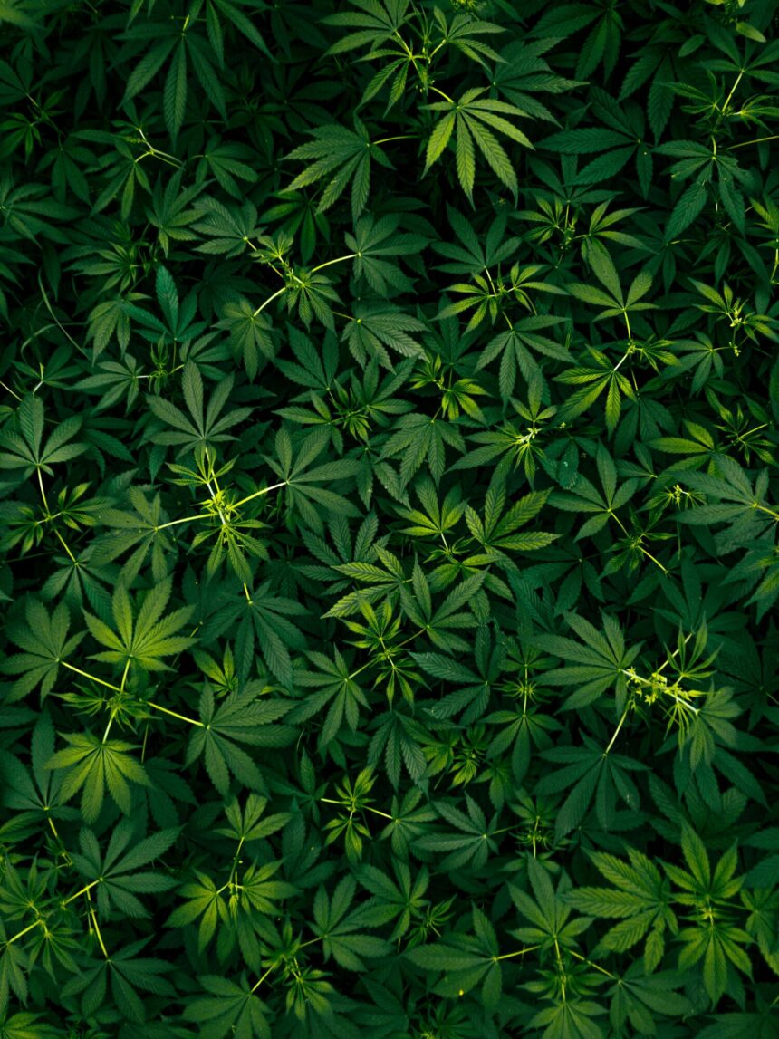 A Complete Guide to Today's Cannabis Products