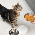 How to Set Up a Healthy Diet for Your Cat