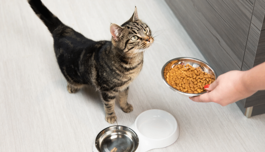 How to Set Up a Healthy Diet for Your Cat